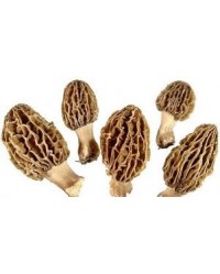 Morel Mushroom